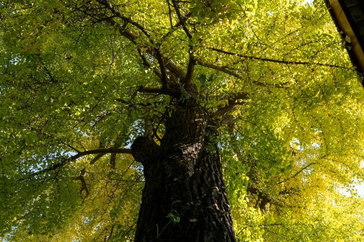 The 'Secret Safari' color is a nuanced yellowish green with organic undertones that reflect botanical hues, according to PPG, which named the shade its Color of the Year. - Pexels/Peter Xie